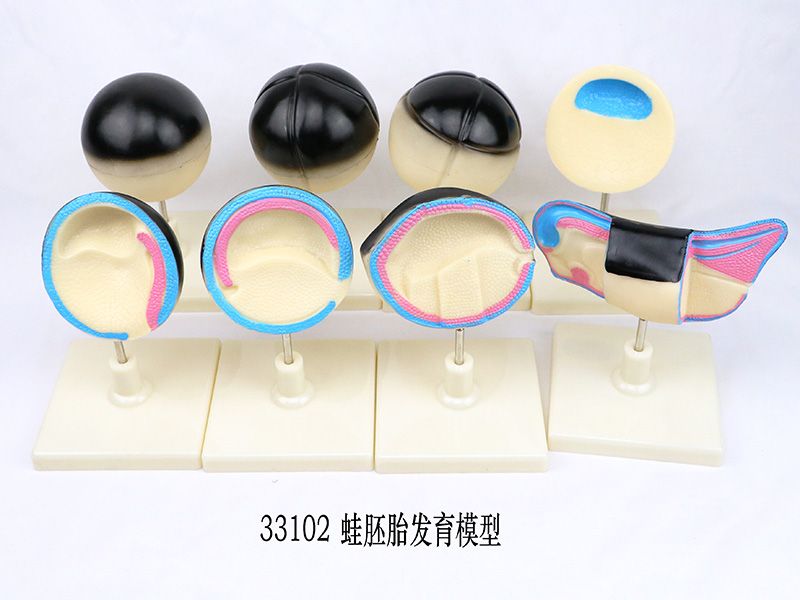 蛙胚胎發(fā)育模型