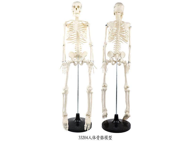 人體骨骼模型