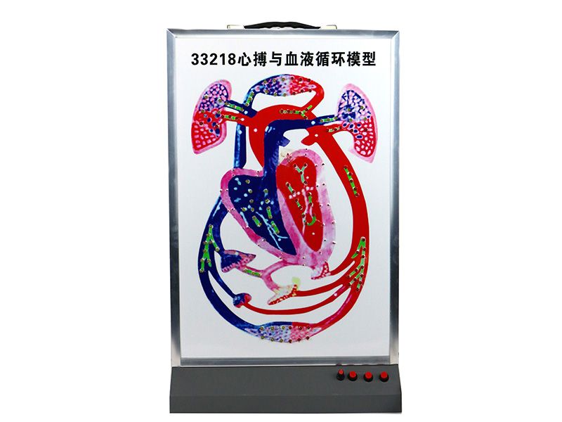 心搏與血液循環(huán)模型