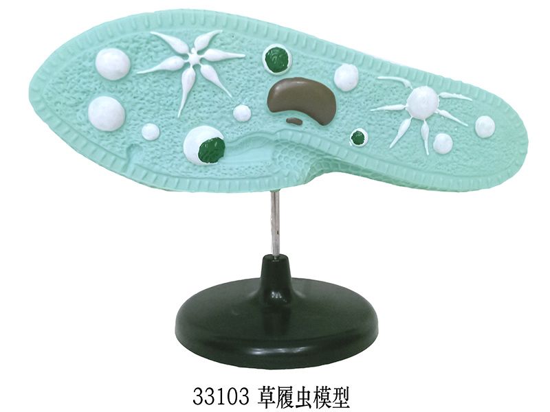 草履蟲模型