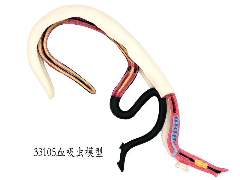 血吸蟲模型