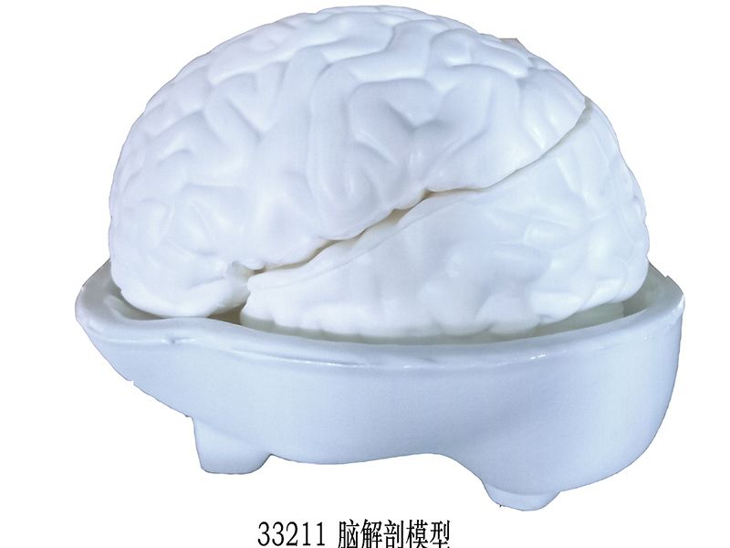 腦解剖模型
