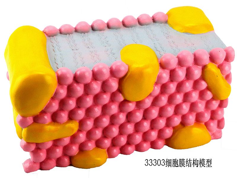 細(xì)胞膜結(jié)構(gòu)模型